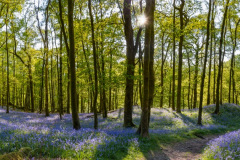 bluebell woodland