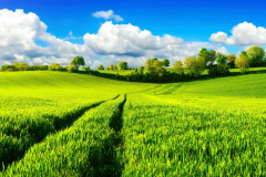 green fields