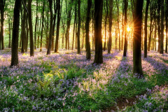 bluebell woods