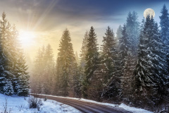winter forest
