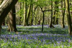Bluebell woodland