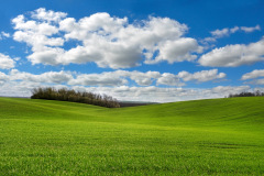 wheat field
