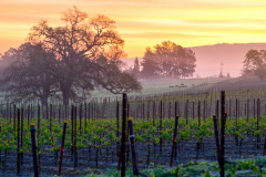 vineyard