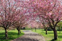 1488362173-cherrytrees